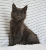 Disponible 2 mles et 1 femelle maine coon loof