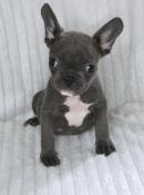 Disponible  2 bb apparence bouledogue franais exotique