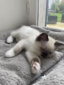 Vends magnifiques chatons ragdoll loof