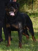 Rottweiler lucas di casa sambuca