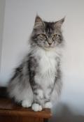 Femelle maine coon adulte