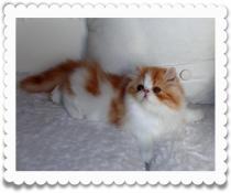 Chatons disponible  la rservation