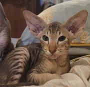 Chatons peterbald