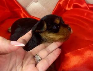 Chiot mle yorkshire terrier