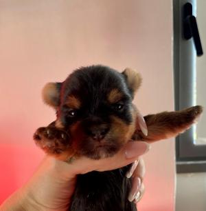 Chiot femelle yorkshire terrier