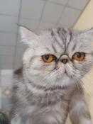 Vendes femelle exotic shorthair