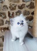 Beaux et adorables chatons  sacr de birmanie, loof