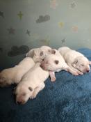 Adorables chiots berger blanc suisse lof