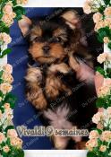 Magnifique chiot yorkshire terrier lof