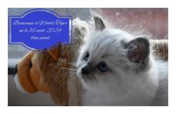 Carnet  rose  5 magnifiques chatons sacr de birmanie