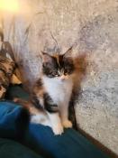 Maine-coon chatons