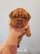 Chiots dogue de bordeaux lof