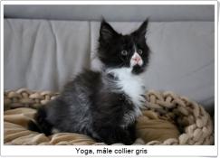 Chaton maine coon loof