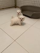 Apparences bichon maltais