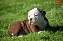 Magnifique chiots bouledogue amricain apparence