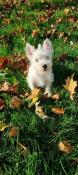 Westie disponibles