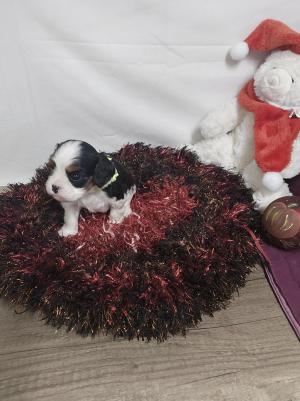 Chiot mle cavalier king charles spaniel