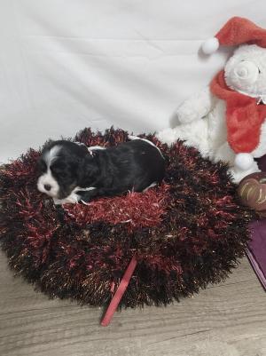 Chiot femelle cavalier king charles spaniel