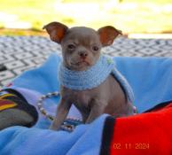 Chiot type chihuahua poil court