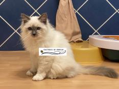 Chaton birman bleu smoke