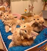 Chatons maine coon