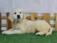 Chiots golden retriever