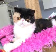 Superbe exotic shorthair calico