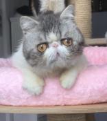 Femelle exotic shorthair