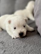 Chiot dapparence westie