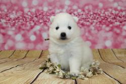 Chiots spitz japonais pure race lof  rserver