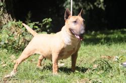 Femelle bull terrier miniature pour retraite au chaud