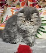 4 beaux chatons exotic shorthair et persans au pairi daeza