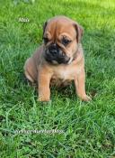 Magnifiques chiots bulldog continental lof