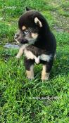 A rserver magnifiques chiots shiba inu lof