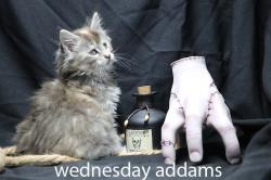 Bienvenue dans la famille addams... version maine coon !