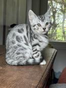 Chatons apparence bengal dispo