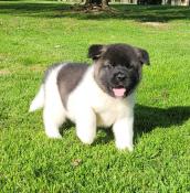 Jolis chiots akita americain lof