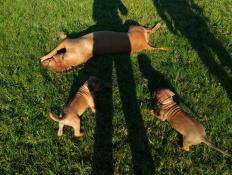 Magnifiques chiots rhodesian ridgeback