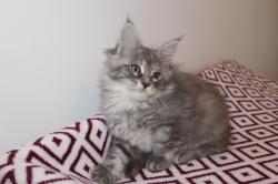 Chatons maine coon loof