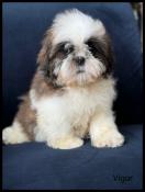 Disponible, vigor, sublime mle shih tzu ,fauve et blanc, lof