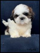 Disponible, volfgang, superbe mle shih tzu ,fauve et blanc, lof