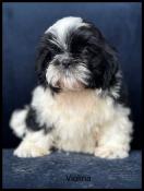 Disponible, violina, femelle shih tzu noir et blanc, lof