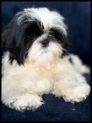 Disponible, vgas ,femelle shih tzu ,noir et blanc ,lof