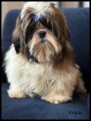 Disponible, virgule, mle shih tzu ,fauve et blanc, lof