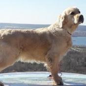 A reserver chiots golden retriever lof ligne de beaute