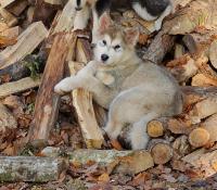 Sublimes chiots malamutes