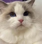 Vente  ragdoll blue bicolore