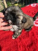 Chiot shih tzu lof de petit gabarit