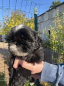 Chiot shih tzu lof de petit gabarit