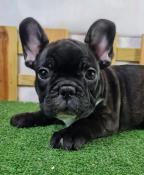 Chiots bouledogue franais lof